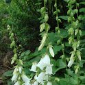 Campanula alliariifolia